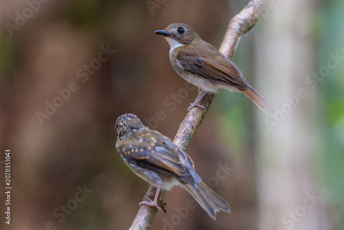 Foto Adult flycatcher and its fledgling chick perched on a forest branch, showcasing bird family behavior in the wild