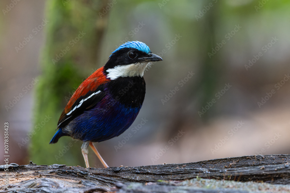 Obraz premium A close-up wildlife photograph of a Blue-headed Pitta (Hydrornis baudii) perched on a damp forest log.