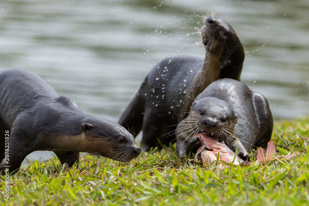 Fototapeta premium Wild smooth-coated otter eating a freshly caught fish on a grassy riverbank.