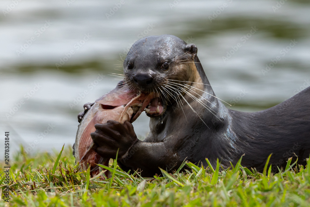 Obraz premium Wild smooth-coated otter eating a freshly caught fish on a grassy riverbank.