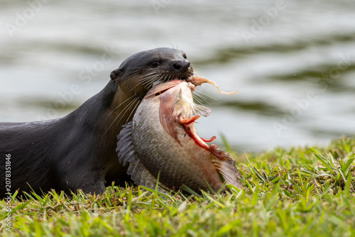Принти на полотні Wild smooth-coated otter eating a freshly caught fish on a grassy riverbank