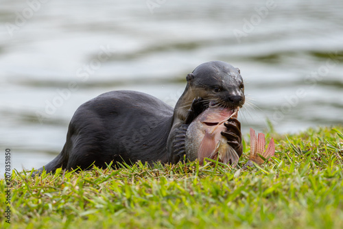 Obraz na plátne Wild smooth-coated otter eating a freshly caught fish on a grassy riverbank