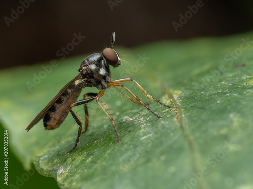 Принти на полотні Macro shot of a robber fly (Asilidae) perched on a green leaf, showcasing its large compound eye and raptorial legs
