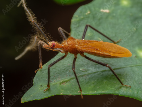 фотографія Macro shot of an orange assassin bug (Reduviidae) perched on a green leaf, showcasing its unique hairy antennae and raptorial legs