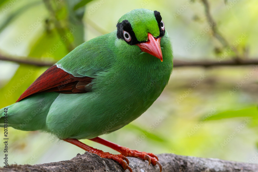 Obraz premium Bornean Green Magpie (Cissa jefferyi) perched on mossy branch, Borneo rainforest endemic bird