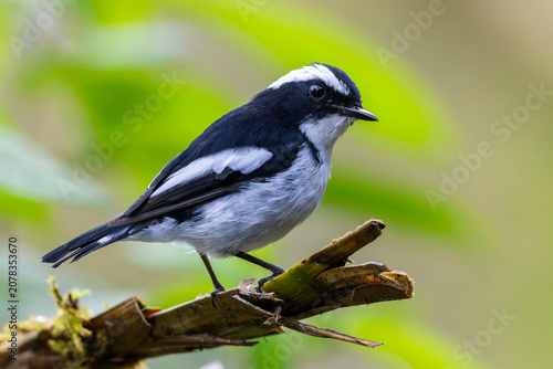 Little Pied Flycatcher (Ficedula westermanni) male perched on mossy branch, Borneo forest bird