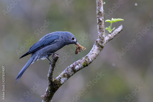 Ashy Drongo (Dicrurus leucophaeus) with prey in beak, perched on mossy branch during rain