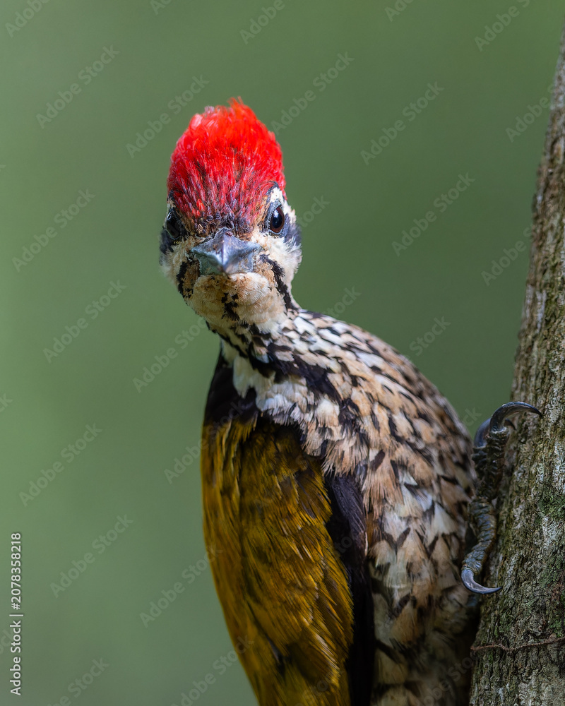 Fototapeta premium Nature wildlife of Common flameback woodpecker drilling bark tree finding food like insect in nature