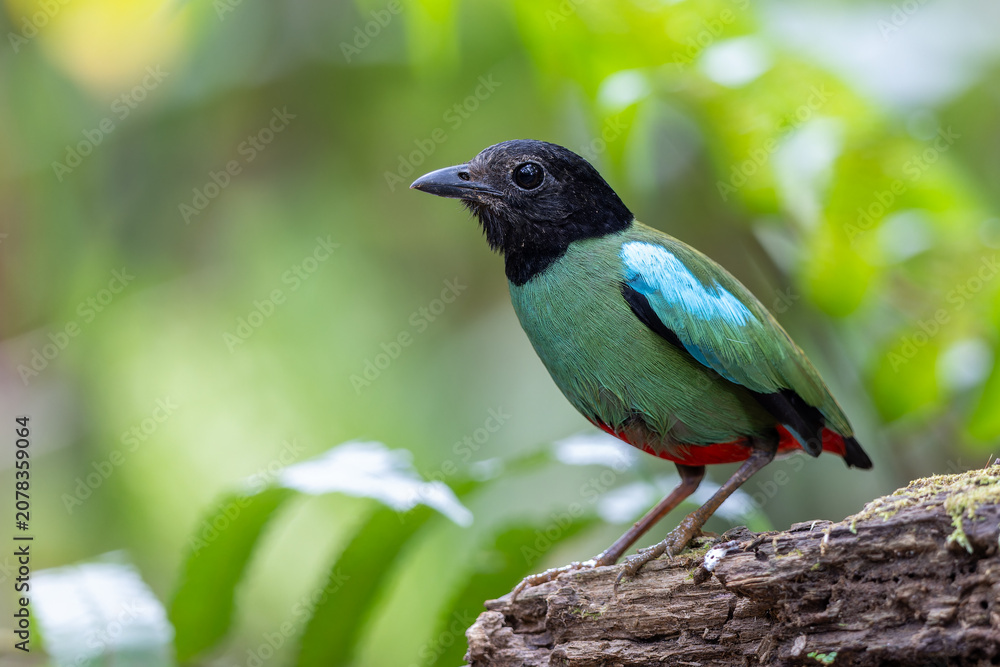 Obraz premium Nature Wildlife image of Borneo Hooded Pitta (Pitta sordida mulleri) on Rainforest jungle