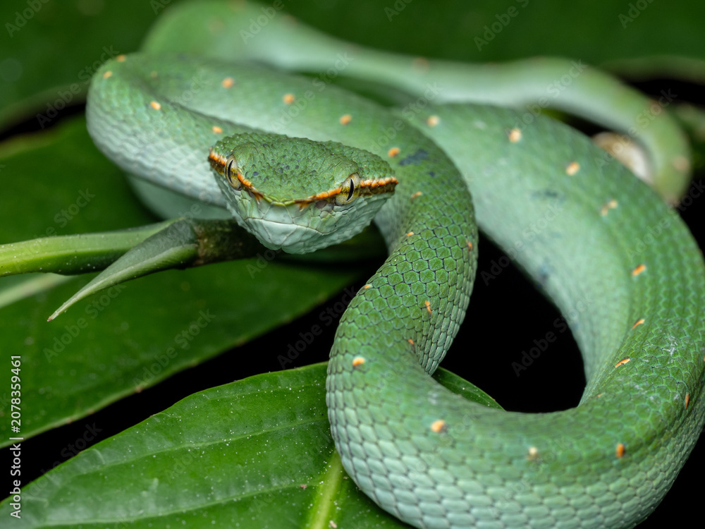 Fototapeta premium Close-up of a venomous green pitviper, highlighting its textured scales and alert pose