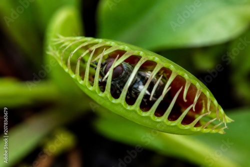 A carnivorous plant closes its leaves around an insect in a detailed macro view.