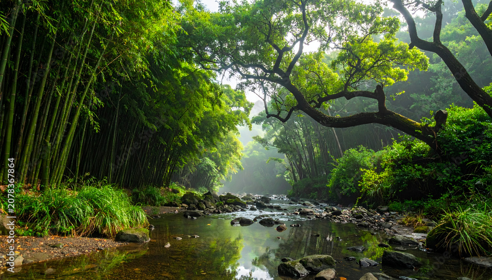 Fototapeta premium Tranquil Bamboo Forest Stream with Lush Greenery and Misty Atmosphere.