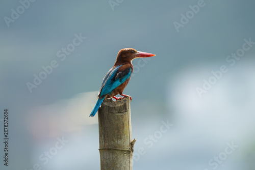 Obraz na plátně White-throated Kingfisher (Halcyon smyrnensis) perched on a bamboo log while scanning for prey