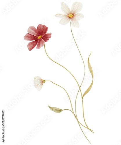 Fényképezés Autumn Cosmos Wildflower Watercolor Illustration
