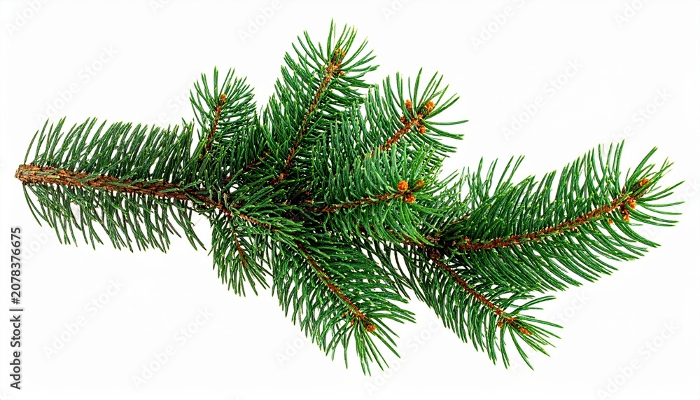 Fototapeta premium Christmas pine branch isolated for design elements