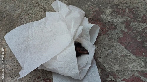 Sensitive shot of a small, helpless rescued baby bird chick on a cloth