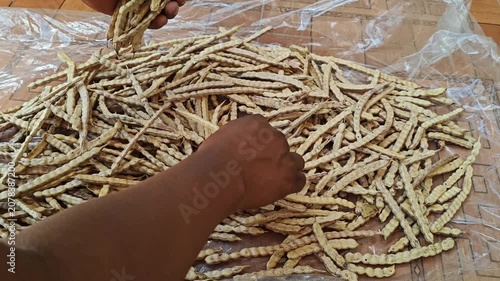 Farmer's hands carefully selecting the best dry mesquite pods