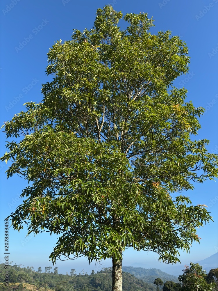 Fototapeta premium Full green tropical tree standing tall against a bright clear blue sky with a distant mountain horizon.