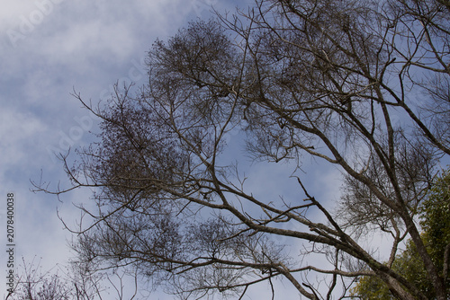 trees in the sky