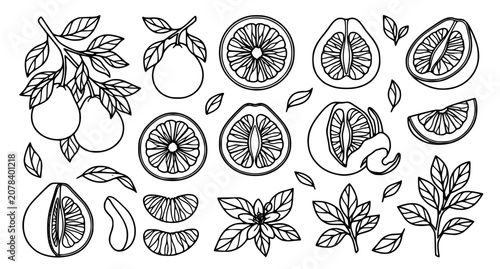 Minimal linear pomelo fruit collection with floral citrus branches and decorative hand drawn vector elements on white