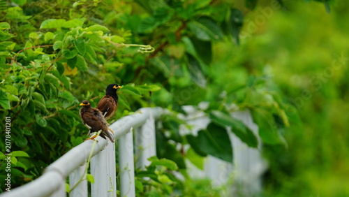 Two Common Mynas (Acridotheres tristis) perched on a white railing surrounded by lush green foliage. The birds rest peacefully in a natural setting while vibrant vegetation creates a calm and refreshi