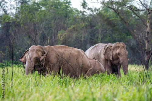 Photography Elephants in the wild