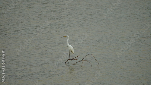 A Great Egret (Ardea alba) standing gracefully on a bare branch rising above calm water. The elegant white wading bird is surrounded by a peaceful waterscape, creating a minimalist and tranquil nature