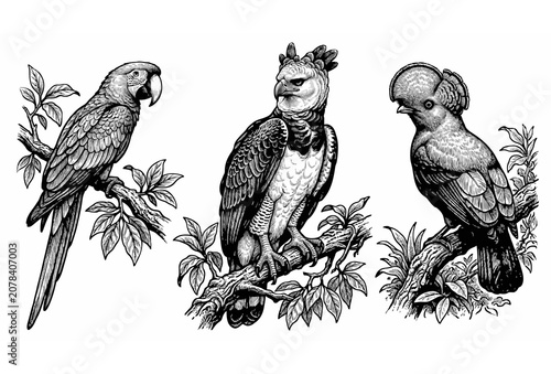 Принти на полотні Hand drawn Amazon rainforest birds vector illustration set featuring perched mac