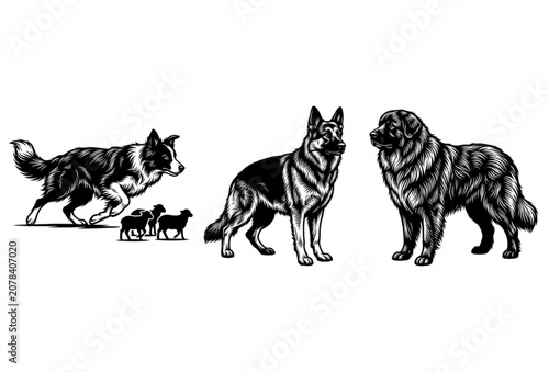 Fényképezés Hand drawn working dogs vector illustration set featuring herding border collie