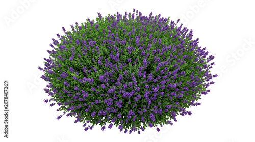 Vibrant purple lilac bush blooms in spring on a white background