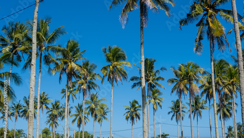 Tall palm trees stretch toward a vivid blue sky. Frosted fronds sway gently in warm tropical breeze. Sunlight bathes the scene with golden clarity. Perfect for vacation, resort
