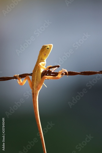 A yellow lizard clings to barbed wire against a soft blurred natural background.