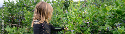 Tableau sur toile Young blond girl, child, picking Duke variety berries off lush green bushes on s