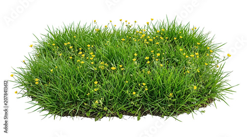 Vibrant green grass with small yellow flowers on white background
