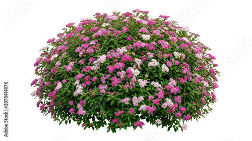 Vibrant pink and white chrysanthemum flowers in full bloom on a lush green bush against a clean white background.