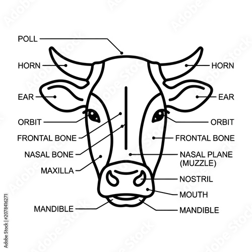 Cow Head Anatomy Line Diagram Illustration
