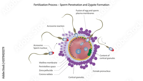 Foto Fertilization Process – Sperm Penetration and Zygote Formation, the stages of hu