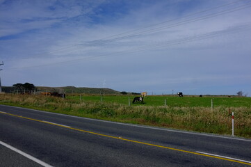 Photo of Dairy Cattle With Wind Turbine in New Zealand