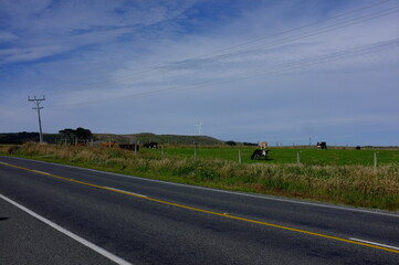 Photo of Dairy Cattle With Wind Turbine in New Zealand