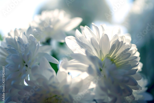 delicate white fragile chrysanthemum petals on a blurred background