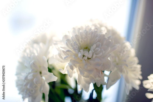 beautiful delicate white fragile chrysanthemum petals on a blurred background