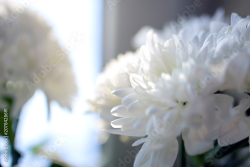 beautiful delicate white fragile chrysanthemum petals on a blurred background