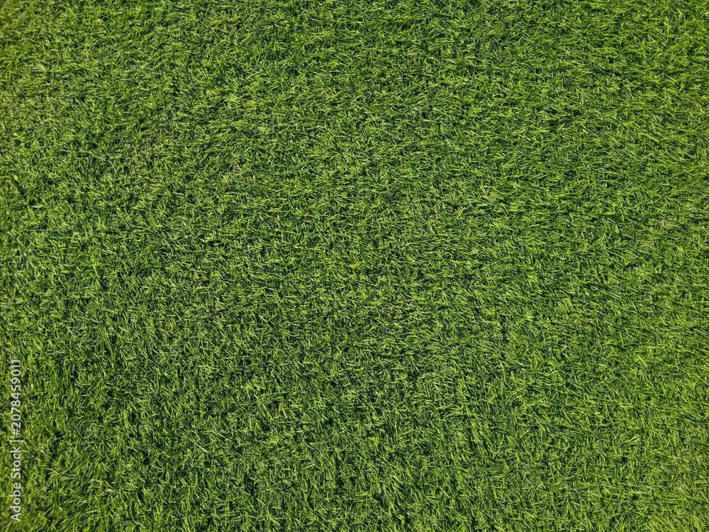 Fototapeta premium Top view of lush green grass lawn texture with mowing stripe pattern, natural background