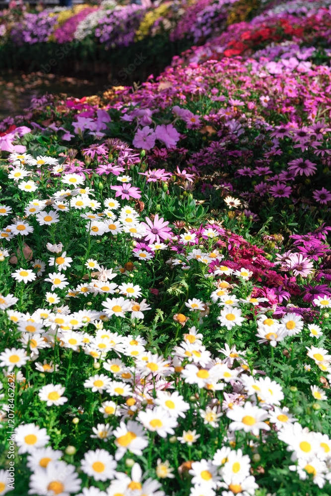 Fototapeta premium Colorful daisy and pink flower garden in sunlight