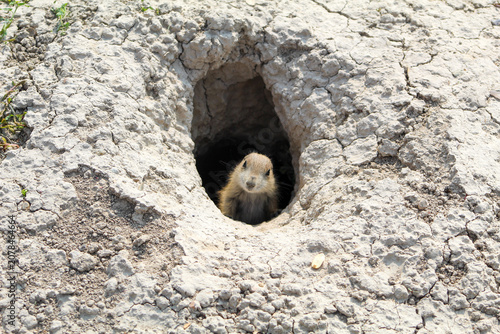 Obraz na płótnie Baby Prairie Dog Carefully Peeking Out of Burrow in Natural Habitat