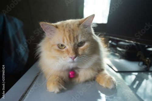 Cute domestic cat lies flat and gazing straight ahead on a desk.