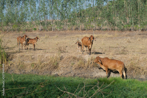 Cattle herds graze freely in pastures along the edge of a pond.
