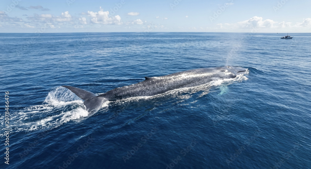 Fototapeta premium humpback whale tail