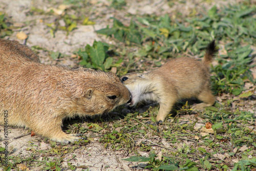 Canvas Print Adult and Baby Prairie Dogs Playing Together in Natural Grassland Habitat