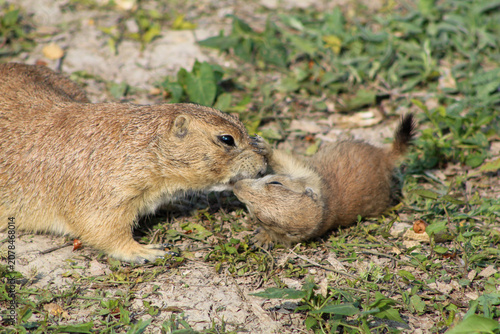 Canvas Print Adult and Baby Prairie Dogs Playing Together in Natural Grassland Habitat
